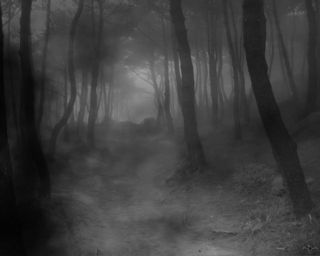 Path shrouded in fog