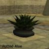 Potted Aloe