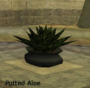 Potted Aloe