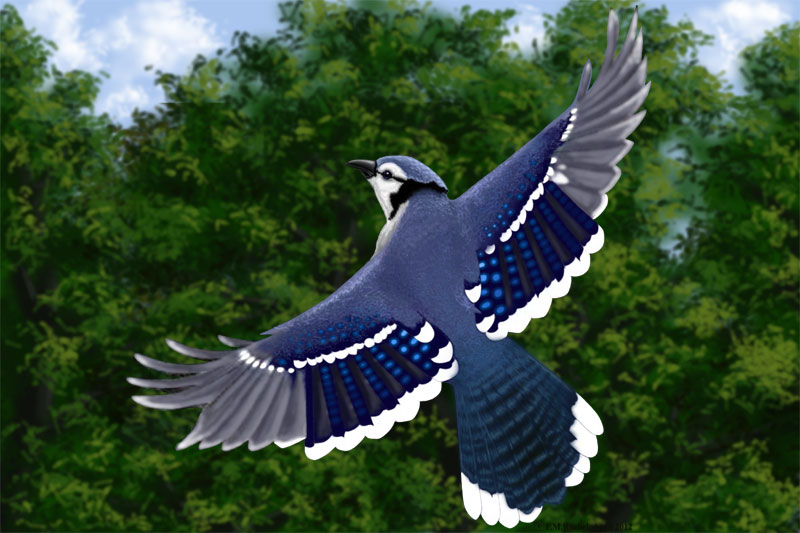 Blue Jay - April 2012