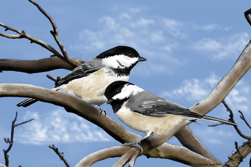 Black-Capped Chickadees