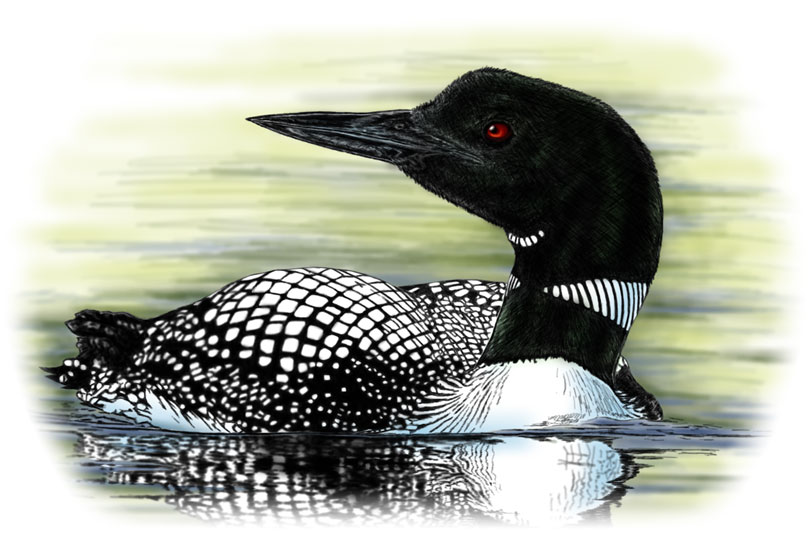 Common Loon II (by FMRachel)
