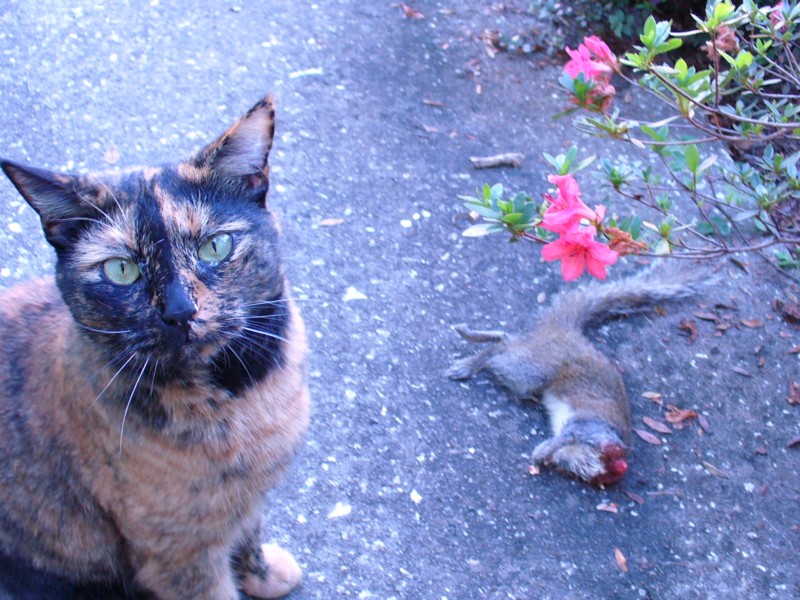 Squeaky the Mighty Hunter